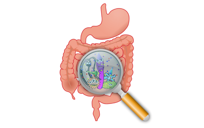 Gut health and the immune system 