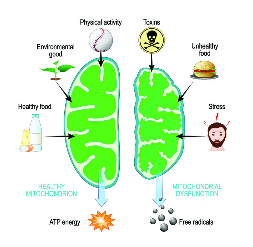 Mitochondria and aging process